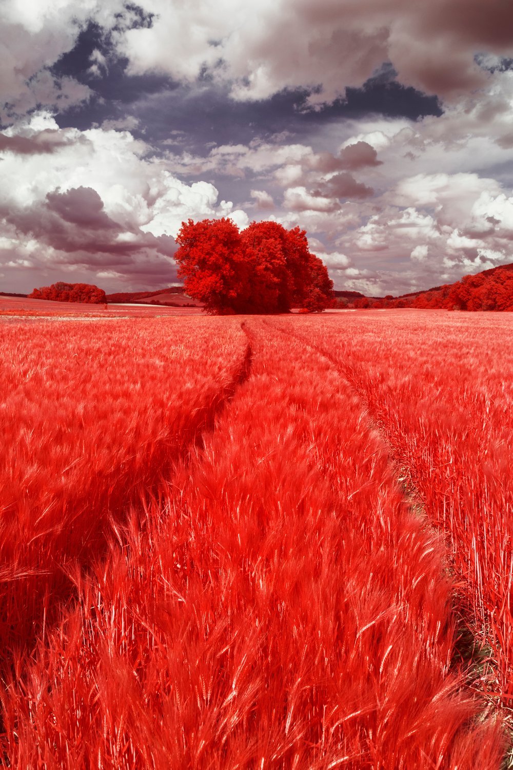 Arbre au milieu d'un champ de blé de Bar-sur-Aube en infrarouge